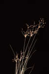 Capillary hairsedge